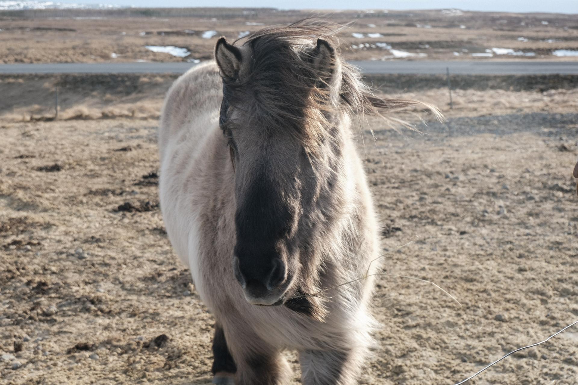 Iceland - horse